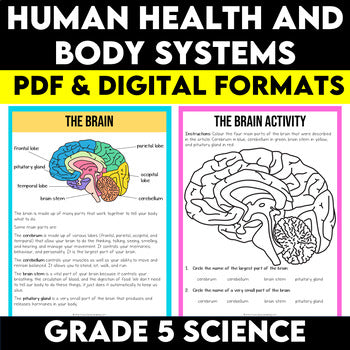 Grade 5 Science Ontario Human Health and Body Systems